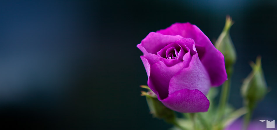 Erste Runde, letzte Blüte