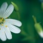 Grosse Sternmiere | Greater Stitchwort