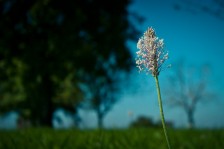 Heuschreckenperspektive I: Spitzwegerich | Grasshopper’s-Eye View I: Ribwort Plantain