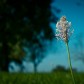 Heuschreckenperspektive I: Spitzwegerich | Grasshopper’s-Eye View I: Ribwort Plantain