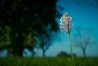 Heuschreckenperspektive I: Spitzwegerich | Grasshopper’s-Eye View I: Ribwort Plantain