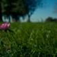 Heuschreckenperspektive II: Wiesenklee | Grasshopper’s-Eye View II: Clover