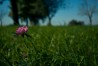 Heuschreckenperspektive II: Wiesenklee | Grasshopper’s-Eye View II: Clover