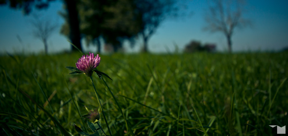 Heuschreckenperspektive II: Wiesenklee | Grasshopper’s-Eye View II: Clover