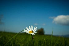 Heuschreckenperspektive III: Margerite | Grasshopper’s-Eye View III: Marguerite