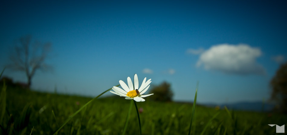 Heuschreckenperspektive III: Margerite | Grasshopper’s-Eye View III: Marguerite