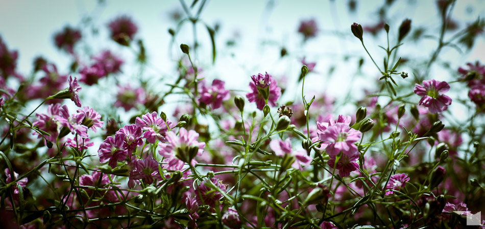 Kleine Blüten