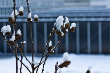 Winterblüten | Winter Blossoms