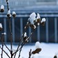 Winterblüten | Winter Blossoms