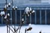Winterblüten | Winter Blossoms