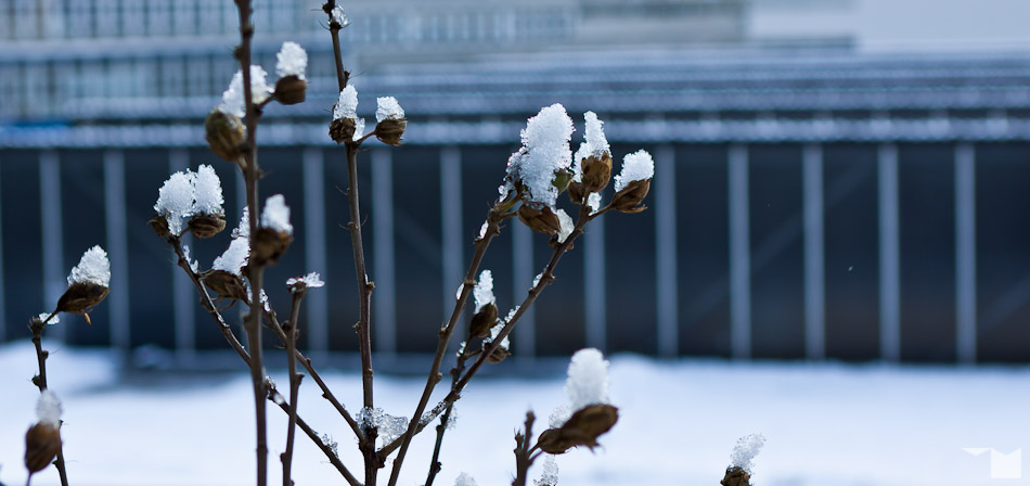 Winterblüten | Winter Blossoms