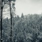 Winterwald | Winter Forest