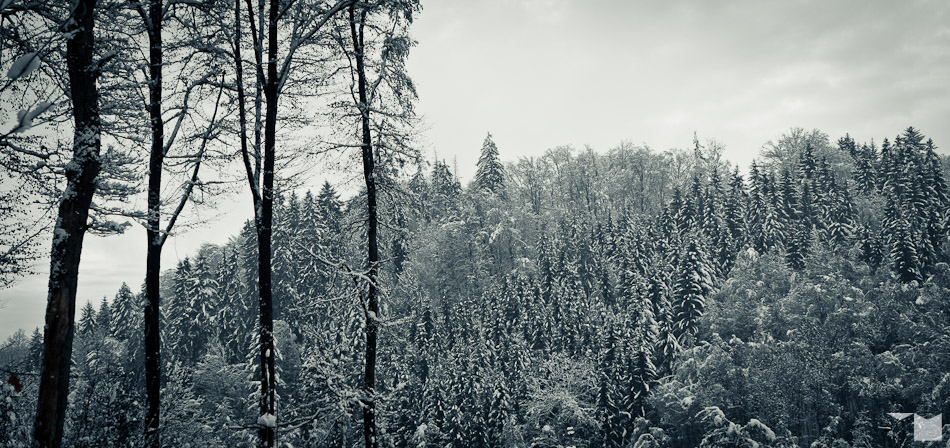 Winterwald | Winter Forest