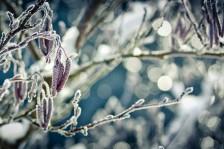 Das Geheimnis des Winters | Winter's secret