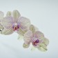 Orchidee | Orchid