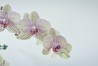 Orchidee | Orchid