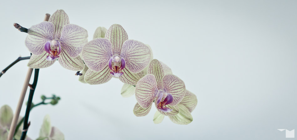 Orchidee | Orchid