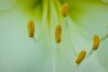 Amaryllis | Amaryllis