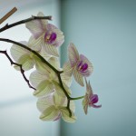 Die Orchidee im Wohnzimmer