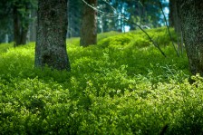 Bodendecker | Groundcover