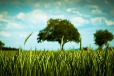 Am Kornfeld | At the Wheat Field