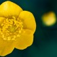 Scharfer Hahnenfuss | Meadow Buttercup