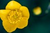 Scharfer Hahnenfuss | Meadow Buttercup