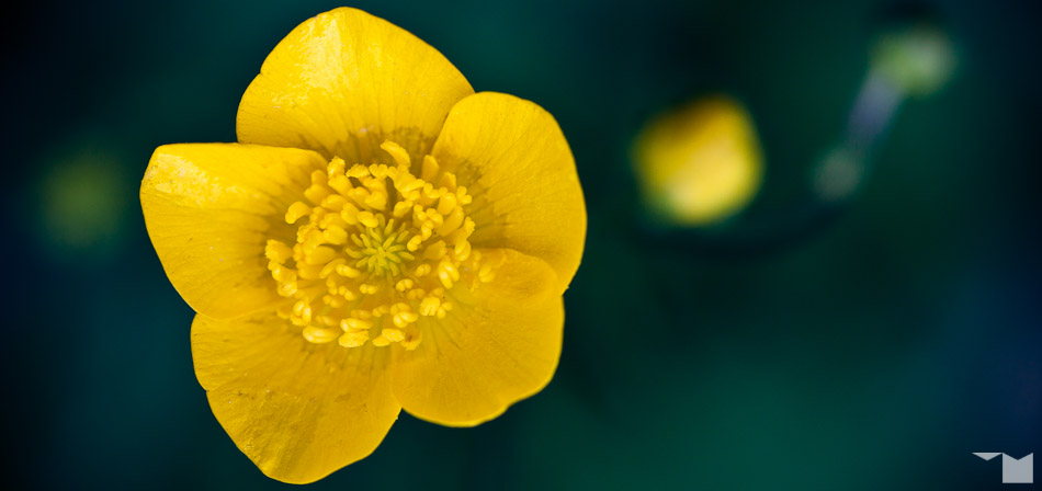 Scharfer Hahnenfuss | Meadow Buttercup