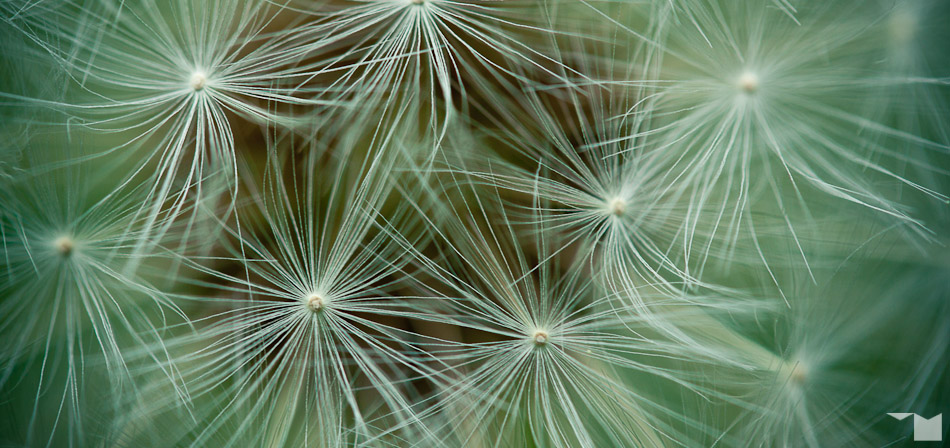 Löwenzahn | Dandelion