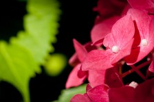 Hortensie | Hydrangea