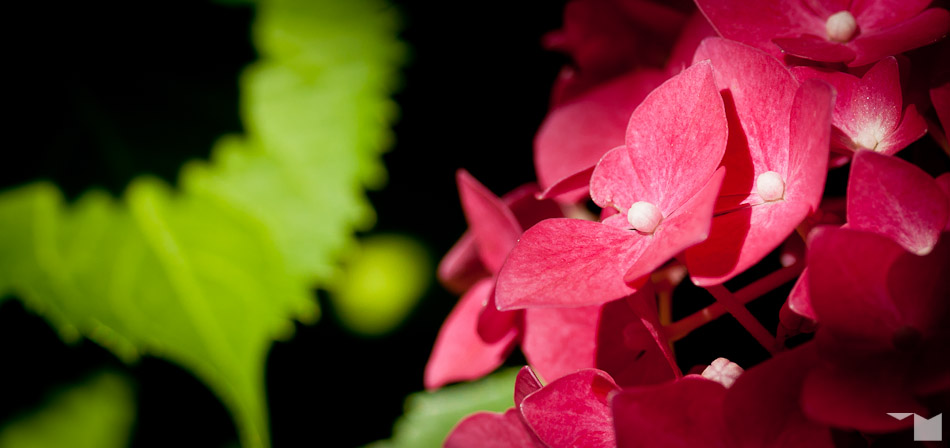 Hortensie | Hydrangea