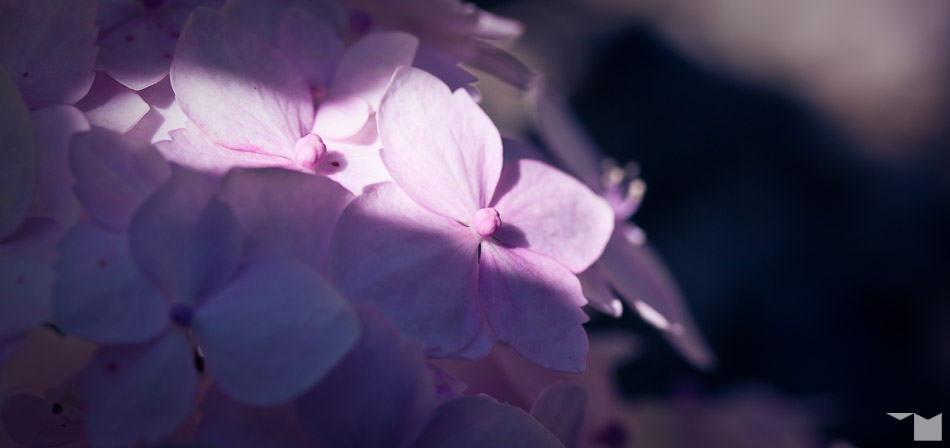 Hortensie II | Hydrangea II