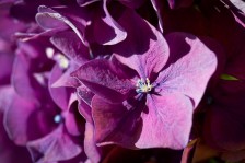 Hortensie III | Hydrangea III