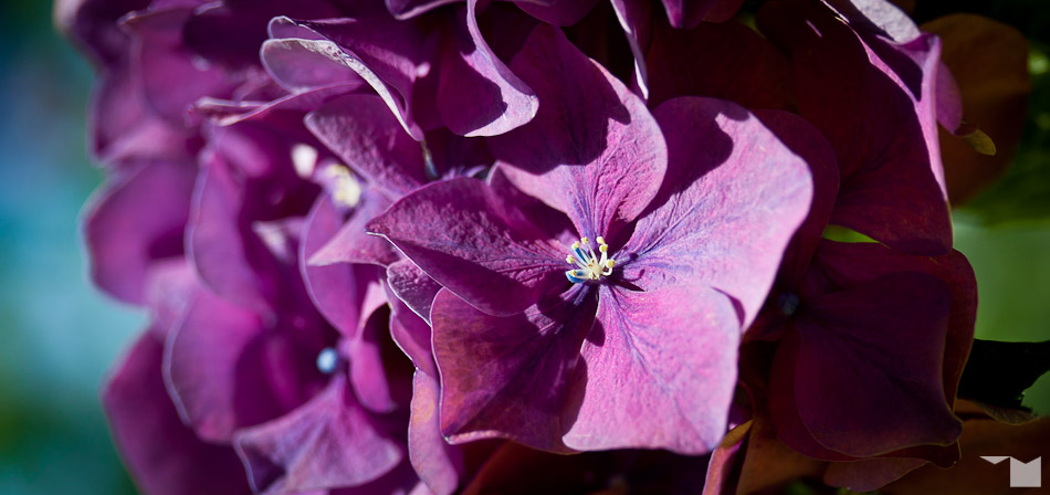 Hortensie III | Hydrangea III