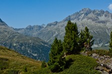 Baumgrenze | Tree Line