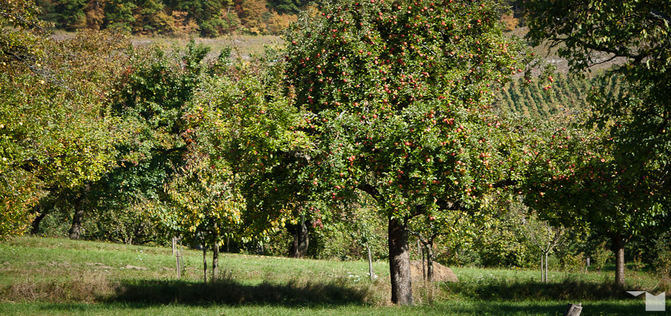 Erntezeit | Time to Harvest