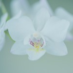 Die kleine, weisse Orchidee