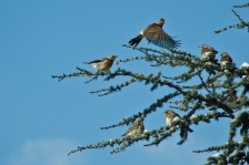 Wacholderdrosseln | Fieldfares