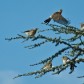 Wacholderdrosseln | Fieldfares