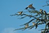 Wacholderdrosseln | Fieldfares